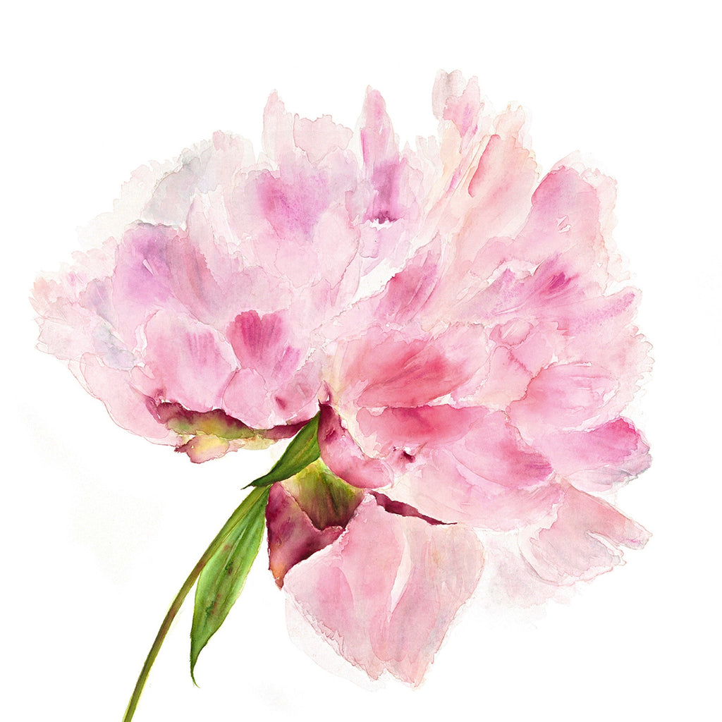 Pink Peony