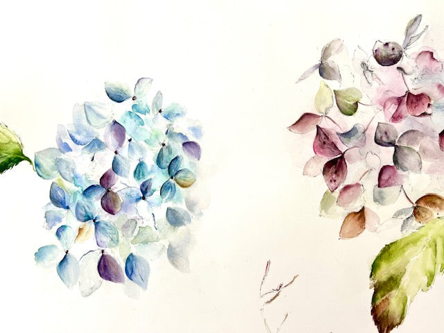 Hydrangea Teal